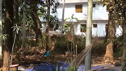 Bbird stunning Kingfisher eat fish cleverly