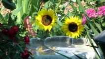 Bird Bath & Sun Flowers FYV 1080 HD