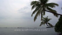 Sentosa Island and palm trees: Singapore time lapse