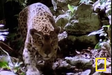 "FIGHT TO THE DEATH!" - Jaguar vs. Crocodile