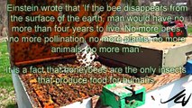Honey Bee  colony collapse disorder (CCD)
