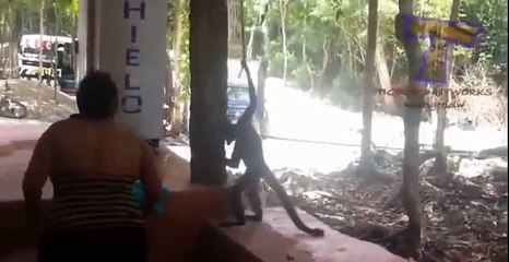 Funny annoying monkeys - Cute and funny monkey compilation