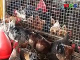 A new breed of chicken has been launched in Uganda