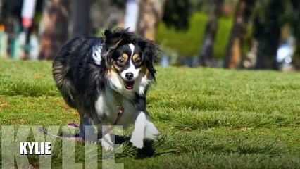 Mini Australian Shepherd: Barking, Anxiety