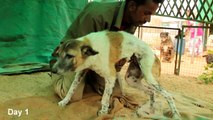 Paralysed dog rescued, watch her amazing recovery! Please share.