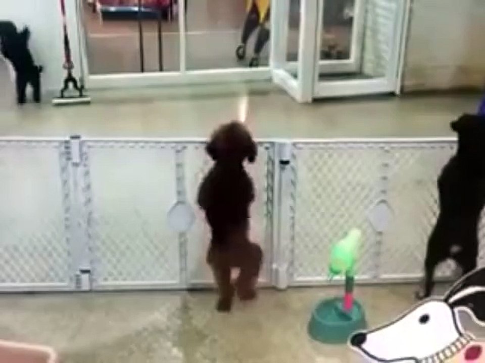 dancing dog