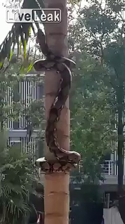 Vidéo impressionnante d'un serpent qui monte à un arbre