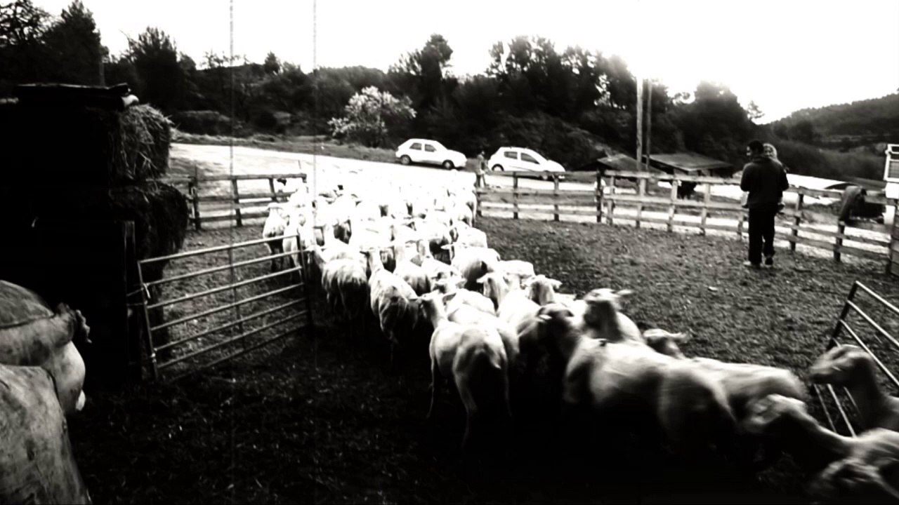 Les moutons de Pierrevert