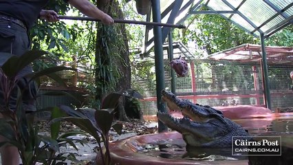 Cassius: World's Largest Crocodile in Captivity, Green Island, Australia