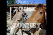 Zebra Bred with Horse & Donkey (Zorse & Zonkey)