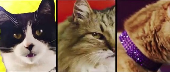 Meow Mix Single Song Remix