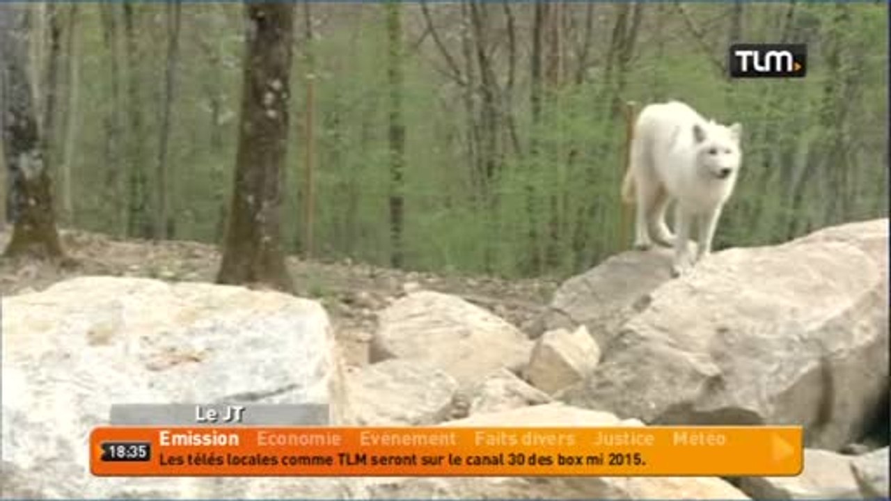 Les loups blancs arrivent au Parc de Courzieu