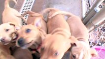 Cute Pit Bull Terrier Puppies