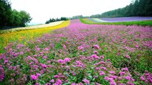 ［HD］Lavender Gardens in  Furano＆Biei 富良野・美瑛のラベンダー　花の名所案内　Flowers Garden