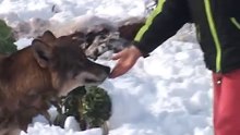 sarplaninac i vuk wolf and dog