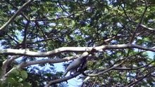 WILD MOLUCCAN COCKATOOS in Indonesia (and Hawaii)
