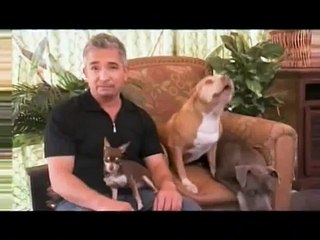 o encantador de cães chihuahua endiabrado pt1