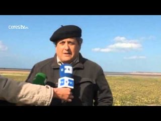 El Ibis Eremita, una de las aves más amenazadas, se expande por Cádiz