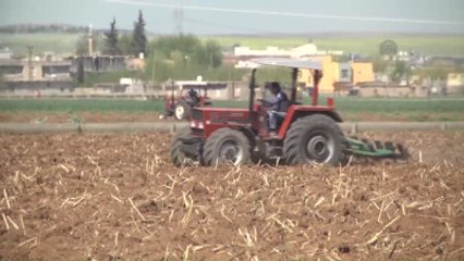 Hububatta Yüzde 35'lik Rekolte Beklentisi