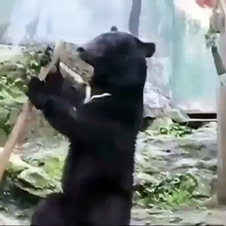Ayıya Bak :)