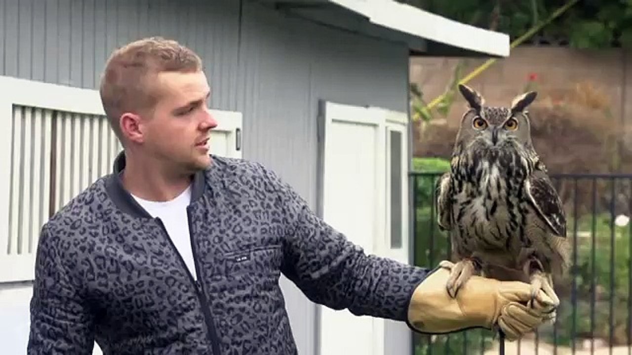 Hollywoods vildeste dyr (7)