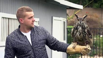 Hollywoods vildeste dyr (7)