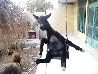 Hahah Very funny Donkey must watch