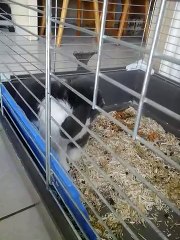 mon lapin Mimi se lave 190415