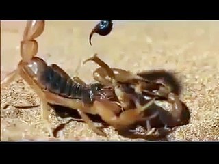 SCORPION VS. SCORPION - Discovery/Animals/Nature