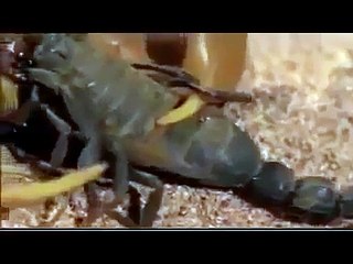 SCORPION VS. SCORPION - Discovery/Animals/Nature