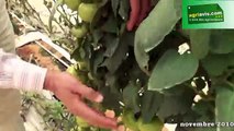 Production de tomates au Maroc. Visite d'une serre canarienne