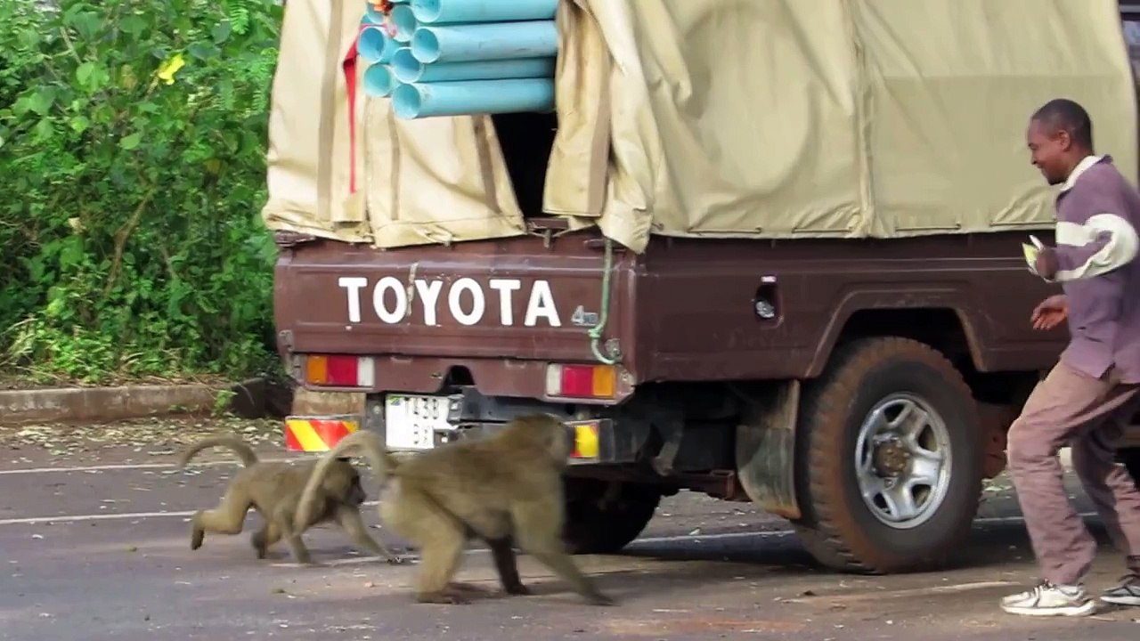 baboon stealing from a car