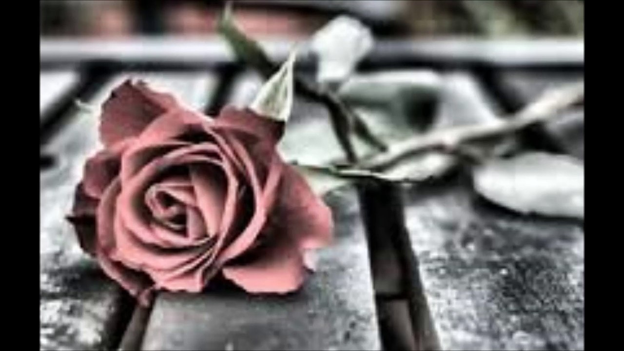 Novalis Deux - Last Summers Rose