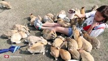 Girl Gets Eaten by Hungry Bunnies! The Rabbit Island Challenge!