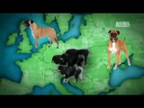 Dogo del Tibet o Mastín Tibetano - Razas de perro - Petclic, pasión por los animales