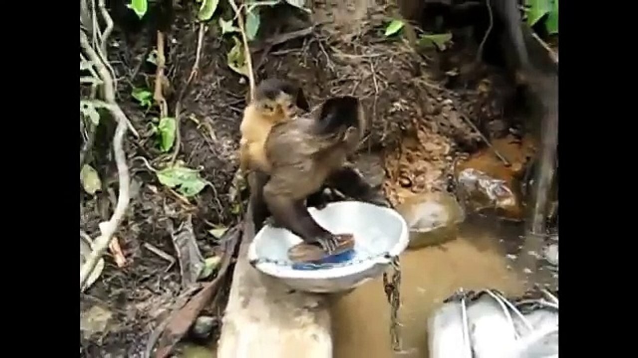 İnsanlar gibi davranan komik hayvanlar