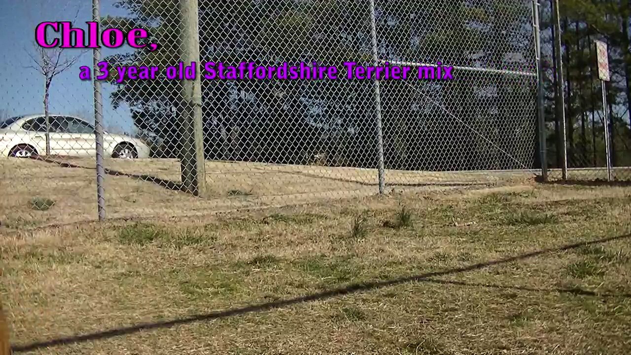 ADOPTED! Meet Chloe, a Staffordshire Terrier mix adopted from the Hall County Animal Shelter