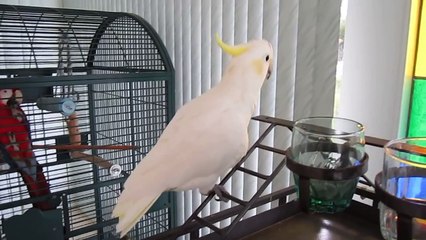 Talking Sulphur Crested Cockatoo