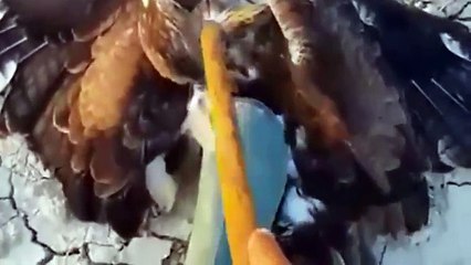 Kartalı boğan yılanı elleriyle aldı