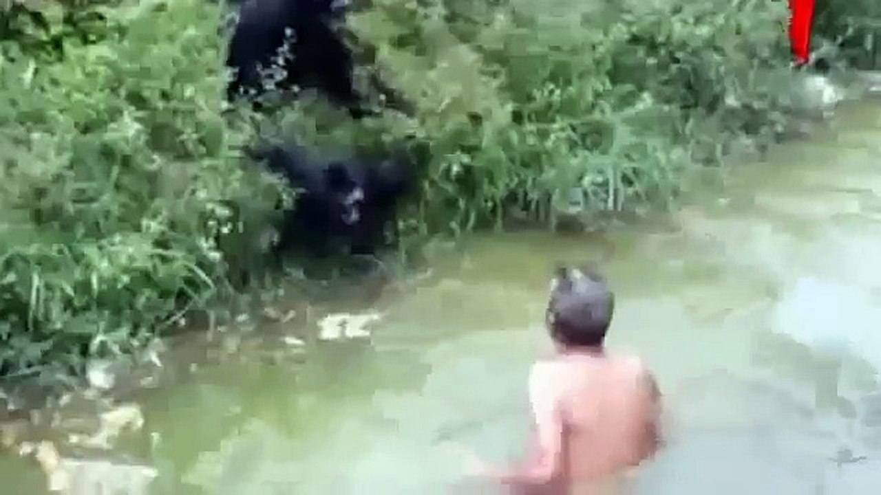 maymun sürüsünün saldırısına uğramak