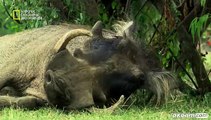 وثائقي الاختباء - أسرار المفترسين يتحدث عن الحيوانات المفترسة التي تعيش في السافانا