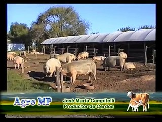 Criadero de Cerdos a campo en Urdampilleta, en este caso Gestación .mpg