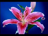 FLOWERS IN GROWTH (TIME LAPSE)