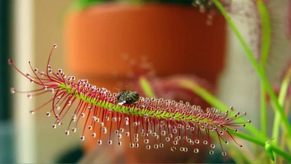 Drosera Capensis (Cape Sundew) Eating A Fruit Fly (High Quality/HD Time Lapse)