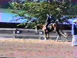 For sale Hunter under saddle paint,quarter horse stallion