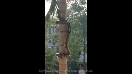 Genius Tree Climbing Python