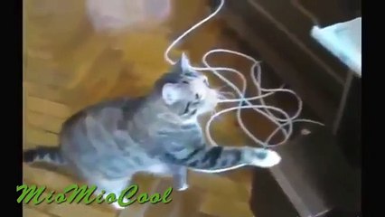 Funny Videos _ Funny Cats _ Cool Cute Videos - Most Funnest Video - 2015