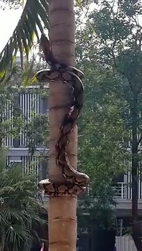 Snake climbing a tree : impressive method!