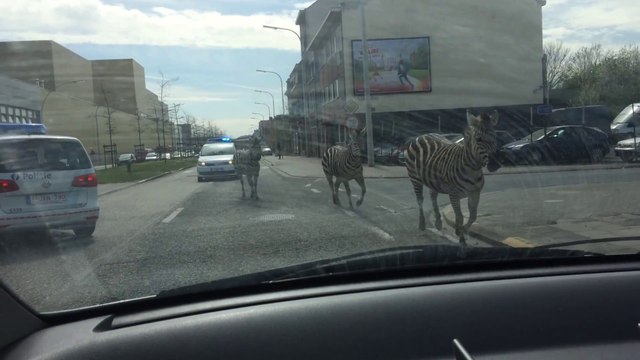 Des zèbres en liberté galopent dans Bruxelles!