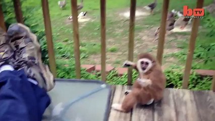 Aping Around Hat Wearing